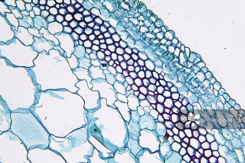 Cushaw南瓜梗图片素材