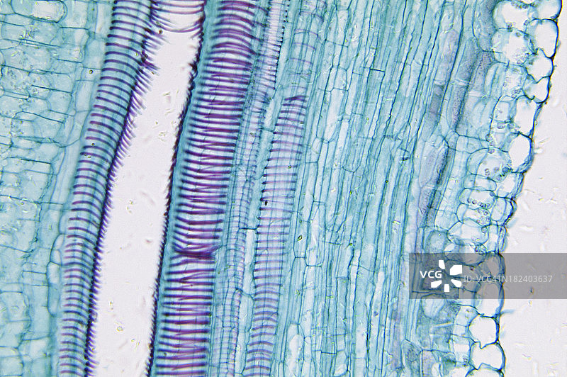 单子叶植物茎横切图片素材