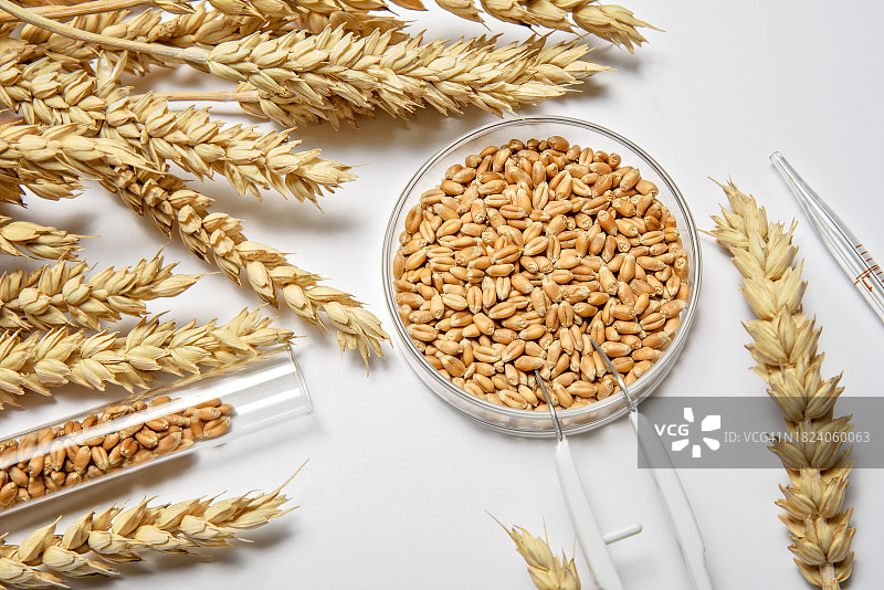 实验室桌子上的小麦谷粒和小麦穗图片素材