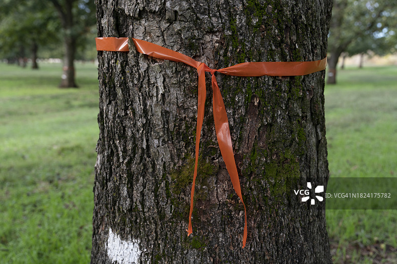 山核桃树上的红色丝带图片素材