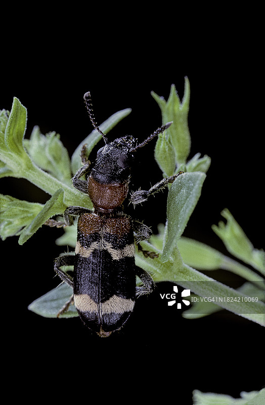 蚁甲（欧洲红腹郭公甲）图片素材