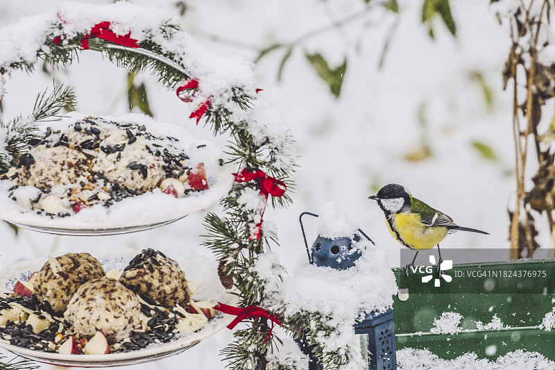 喂鸟器图片素材