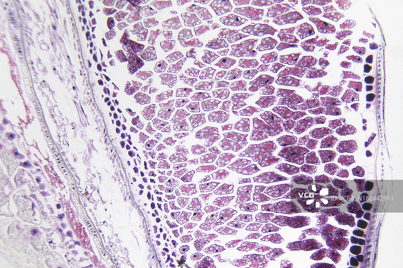 小麦种子图片素材