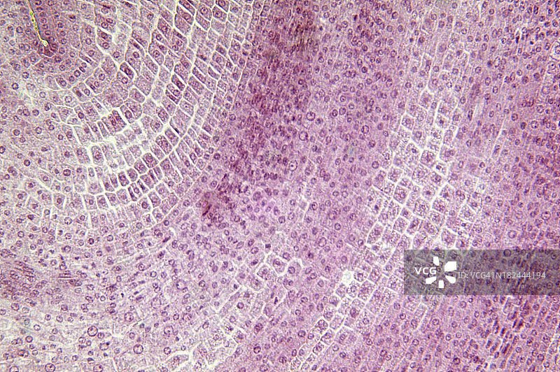 玉米种子LS图片素材