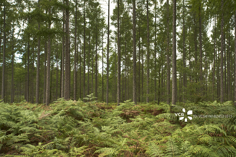 蕨类植物覆盖的茂密森林图片素材