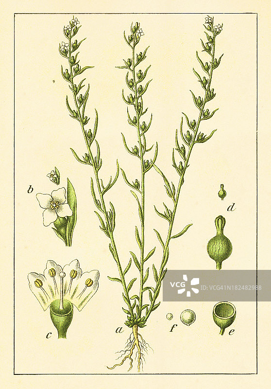 高山亚麻叶树古董花卉插图图片素材