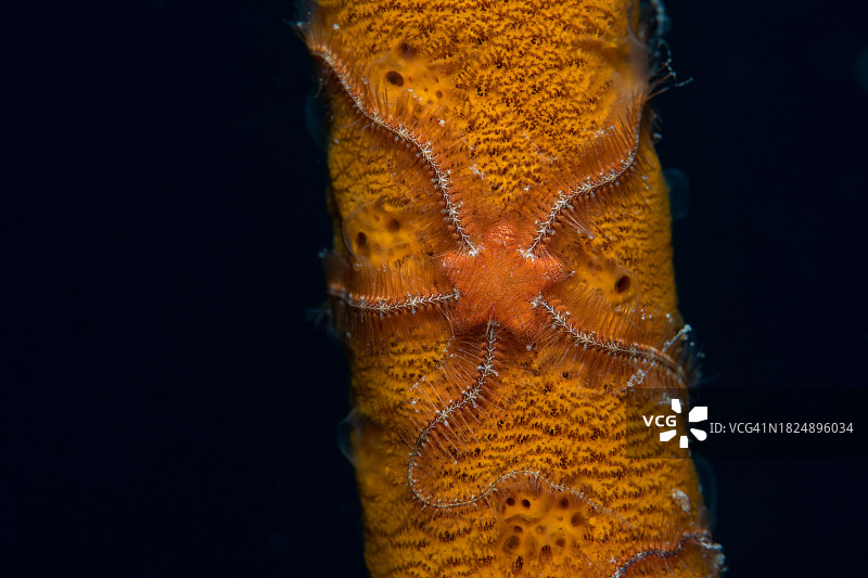 特鲁克泻湖（楚克）水下海星图片素材