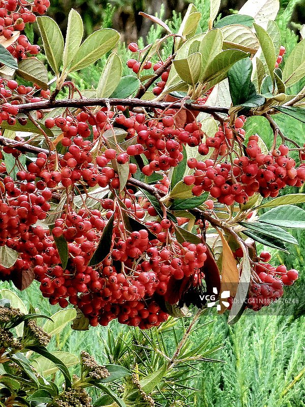 栒子树图片素材