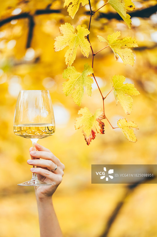 在葡萄园里手持一杯白葡萄酒的女人：在酒庄露天餐厅品酒，葡萄生产和酿酒的概念图片素材