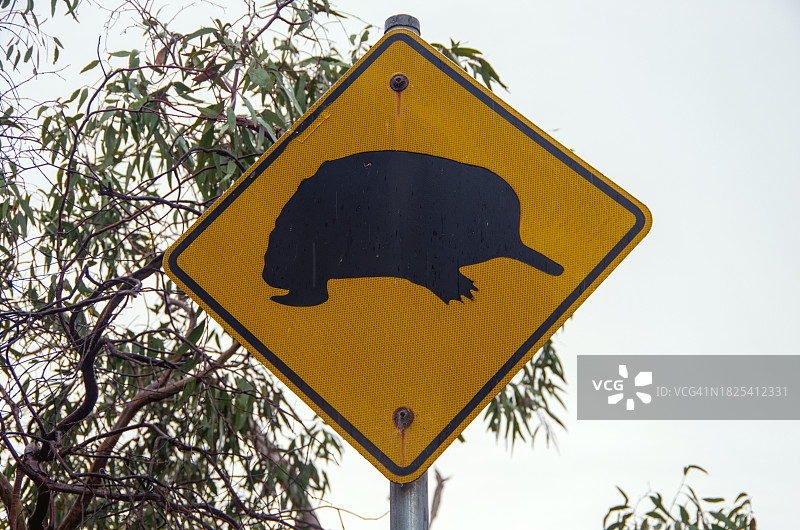 野生动物穿行标志：针鼹，位于澳大利亚南澳大利亚州图片素材