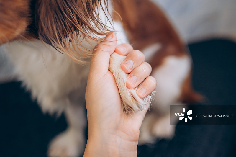 宠物美容师握着狗爪，男人和狗的友谊图片素材