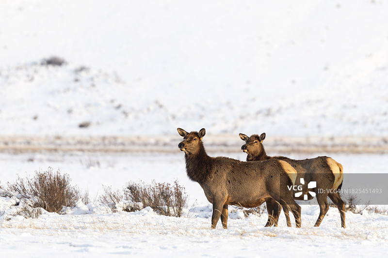 山谷中的麋鹿群，两只雌性，大提顿国家公园图片素材