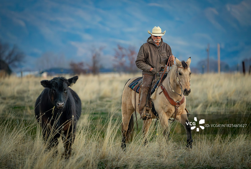 牛仔赶牛图片素材