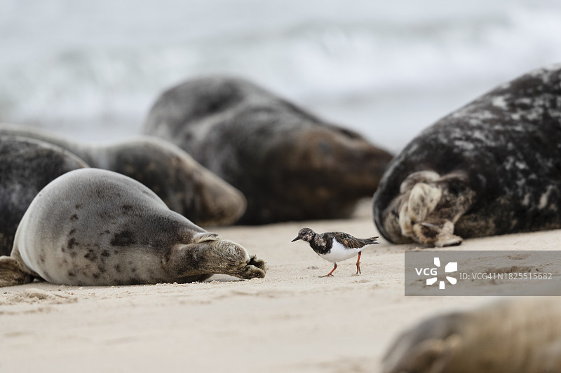 灰海豹中的翻石鹬图片素材
