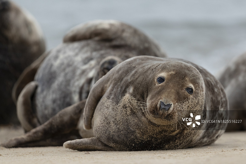 在海滩上休息的灰海豹图片素材