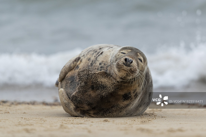 在海滩上休息的灰海豹图片素材