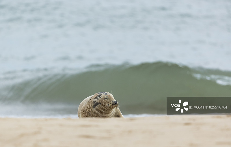 在海滩上休息的灰色海豹幼崽图片素材