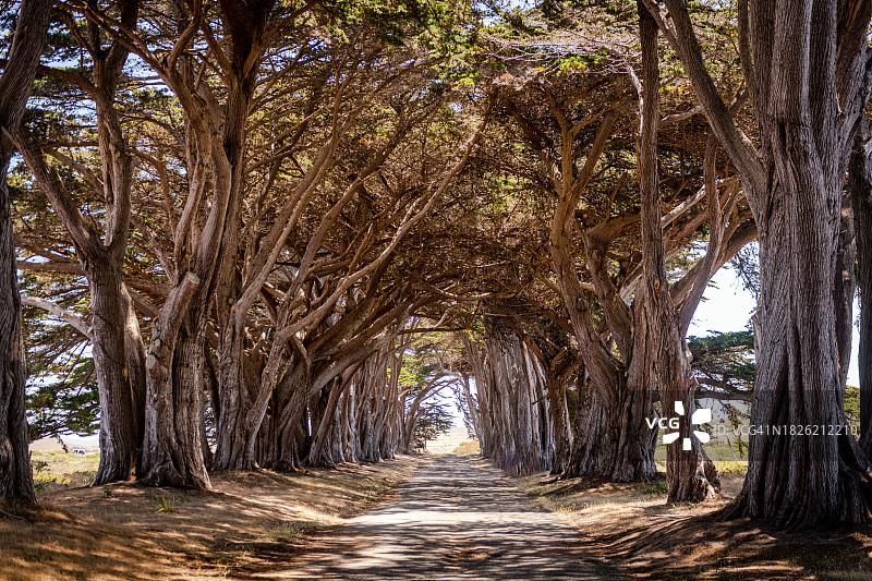柏树隧道图片素材