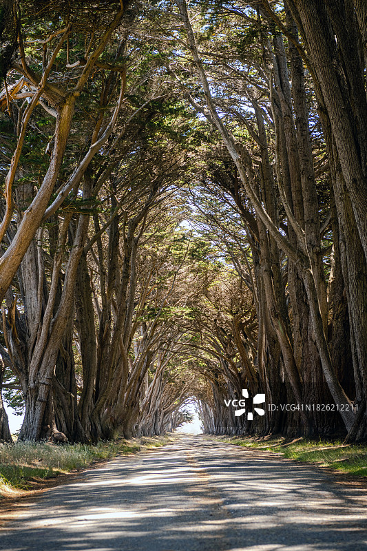 柏树隧道图片素材