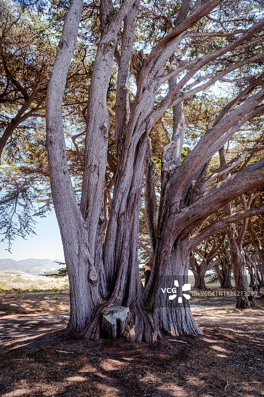 柏树隧道图片素材