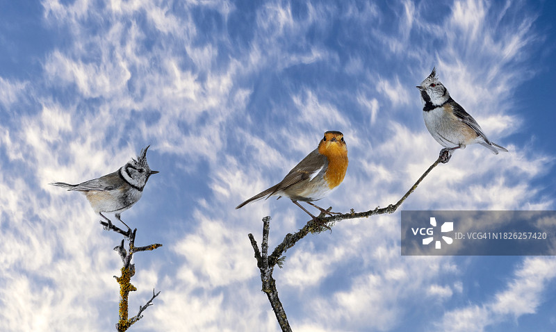 两只凤头山雀和知更鸟栖息在树枝上特写图片素材