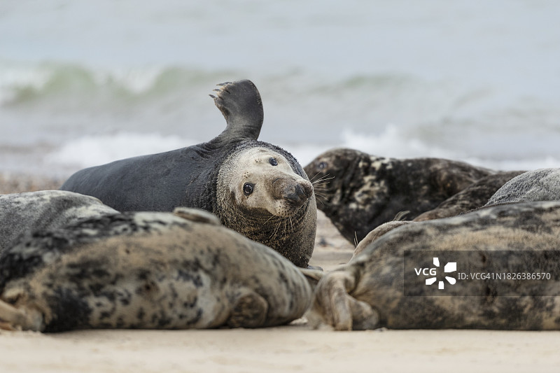 在海滩上休息的灰色海豹图片素材
