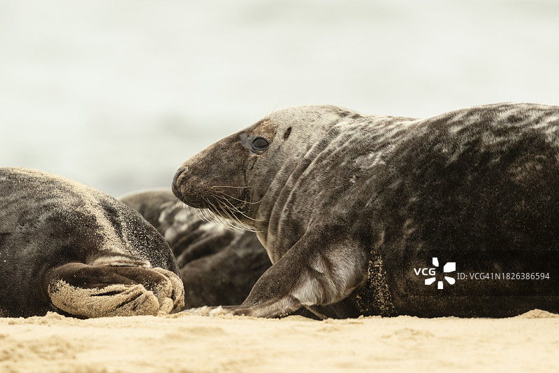 在海滩上休息的灰海豹图片素材