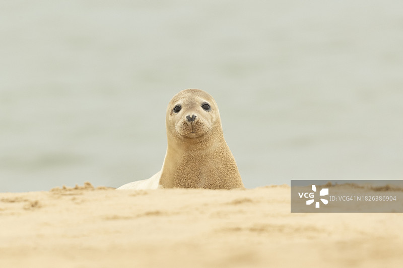 海滩上的小灰海豹图片素材
