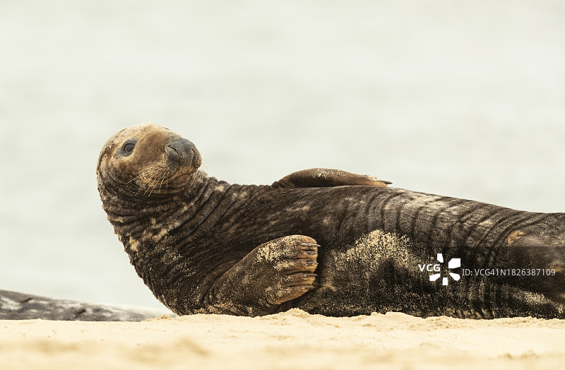 沙滩上的灰色海豹图片素材