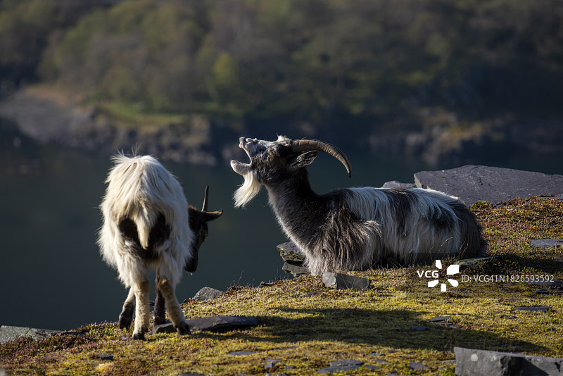 斯诺多尼亚迪诺威格采石场的野生山羊图片素材