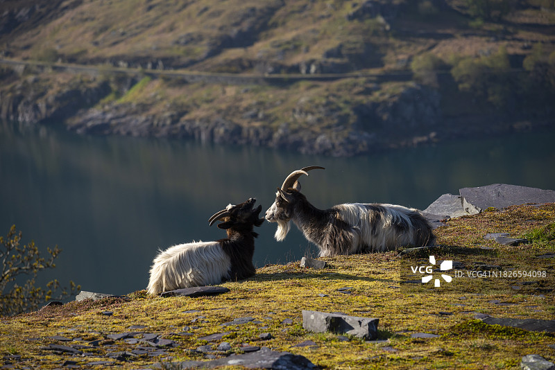 斯诺多尼亚迪诺威格采石场的野生山羊图片素材