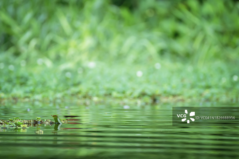 绿色调树叶抽象水面纹理图片素材