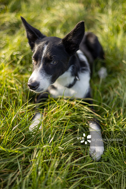 英国什罗普郡拉德洛边境牧羊犬幼犬特写图片素材