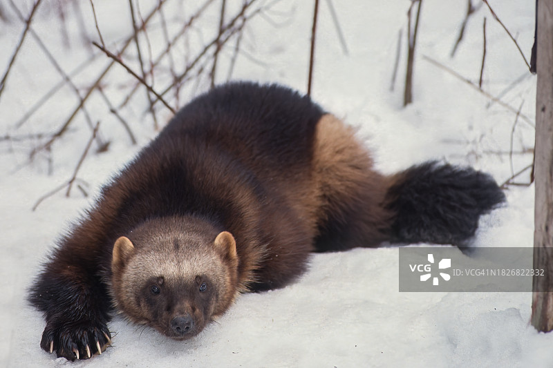 最大的陆生鼬科动物：狼獾图片素材