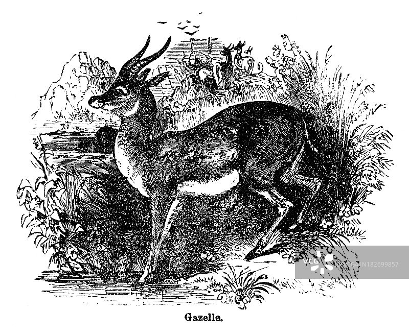 瞪羚雕刻图片素材