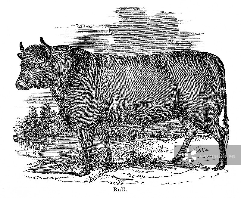 公牛雕刻图片素材