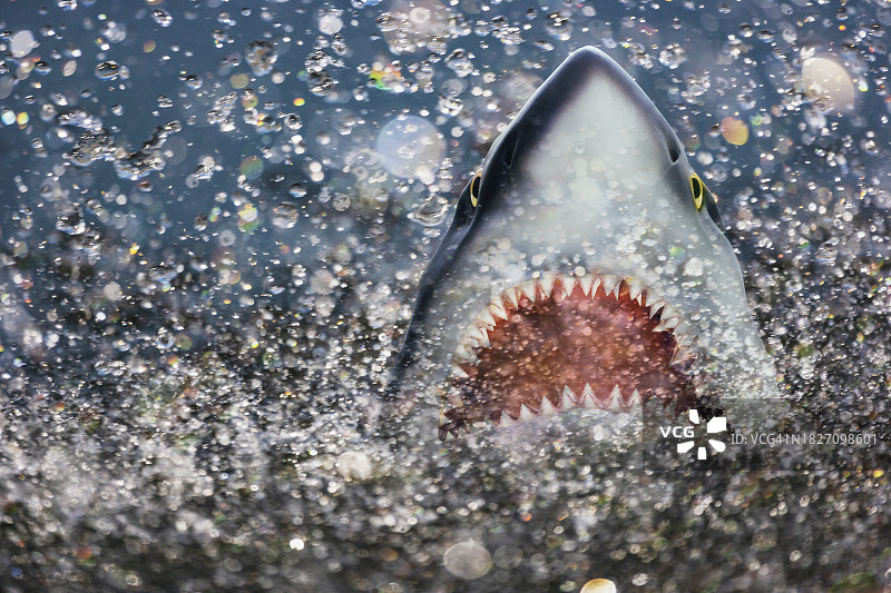 鲨鱼袭击图片素材