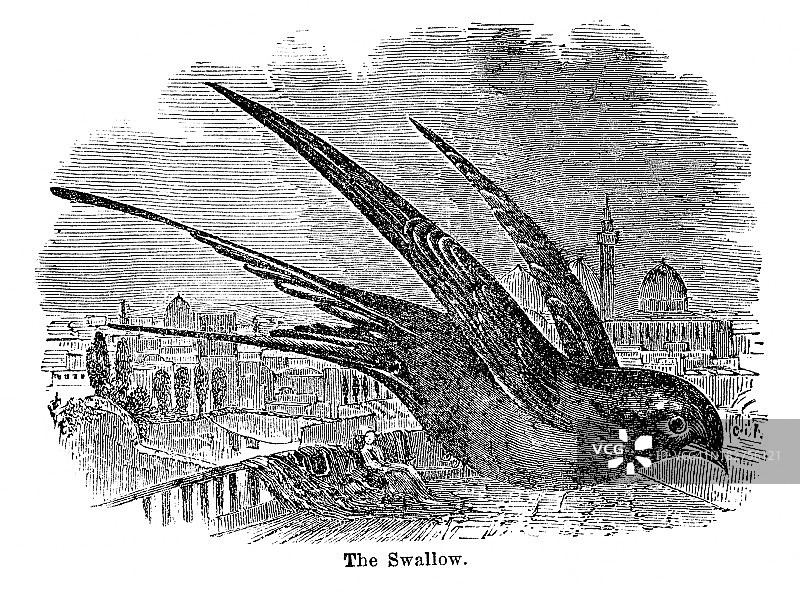 燕子雕刻图片素材