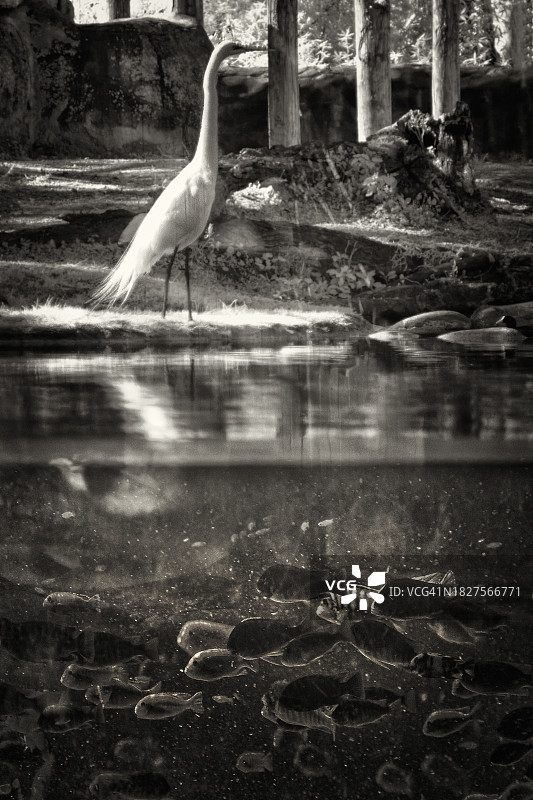 黑白苍鹭与鱼图片素材