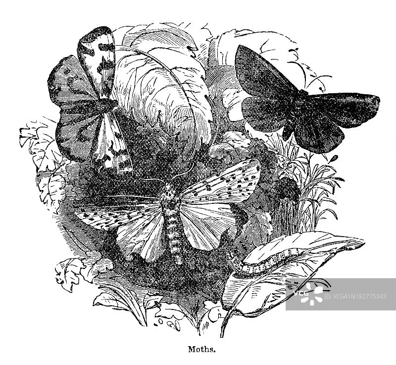 飞蛾雕刻图案图片素材