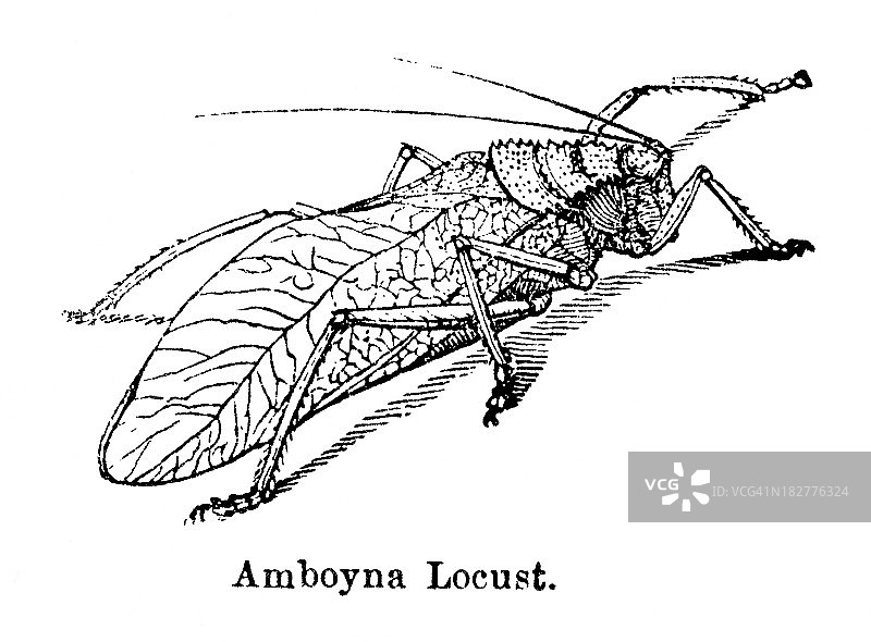 1882年书中安波那槐虫昆虫的木刻版画图片素材
