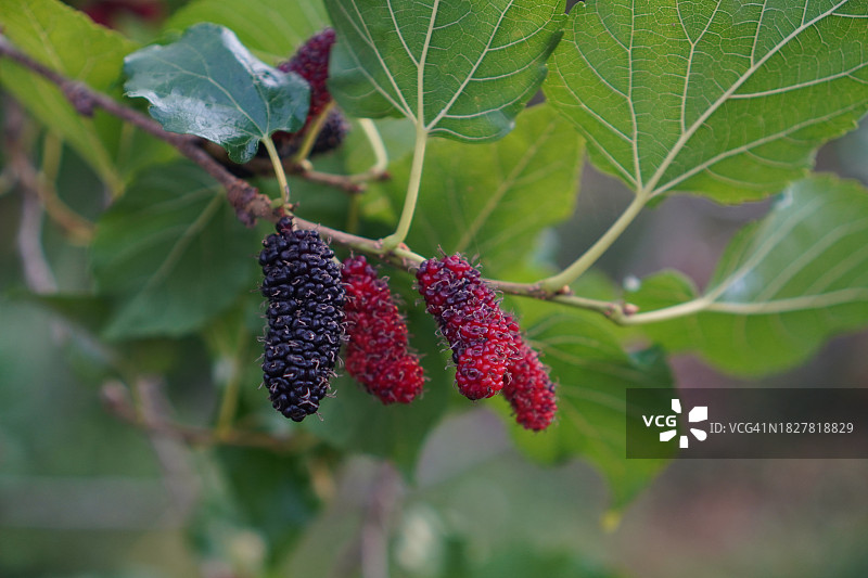 在模糊的自然背景下，花园里树上盛开的桑葚图片素材