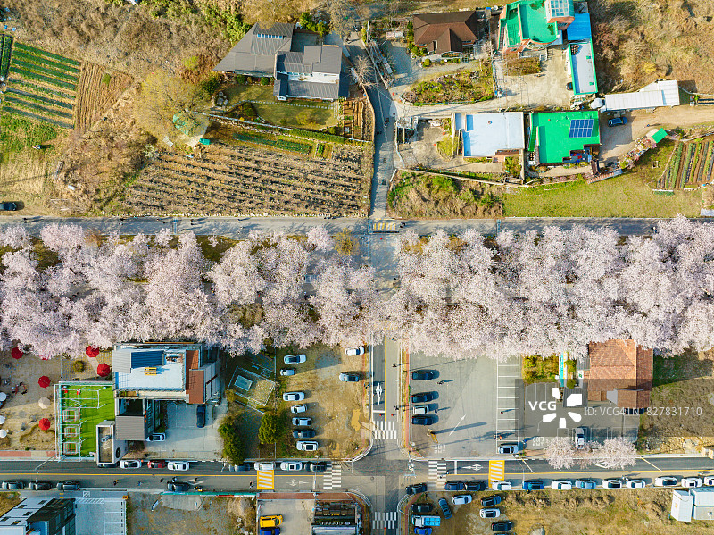 鹊川亭樱花路鸟瞰图图片素材