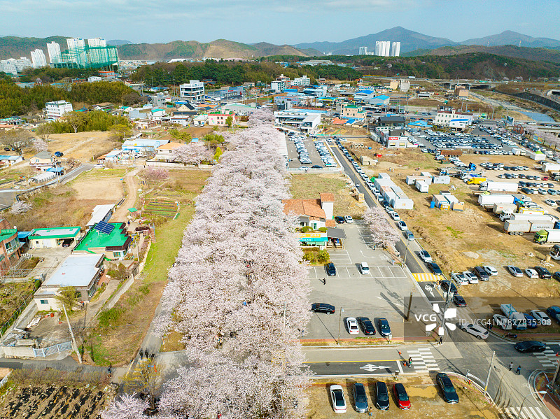 鹊川亭樱花路鸟瞰图图片素材