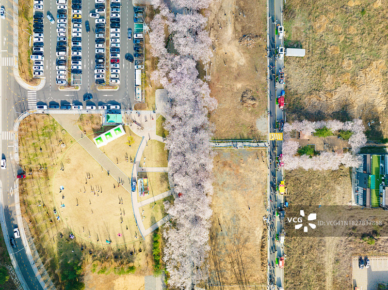 鹊川亭樱花路鸟瞰图图片素材