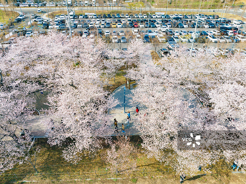 樱花的鸟瞰图图片素材
