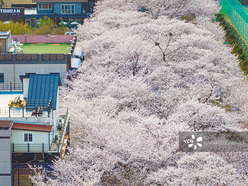 樱花的鸟瞰图图片素材