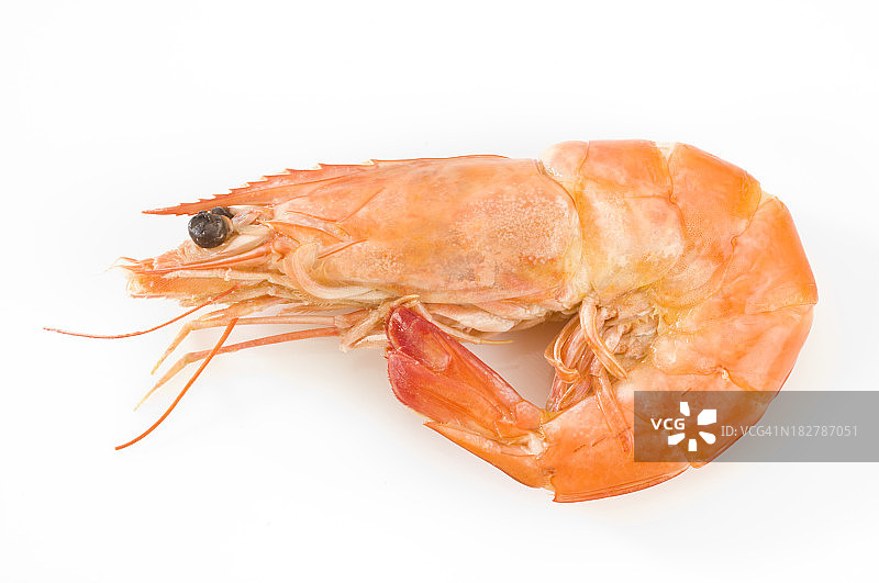 对虾图片素材