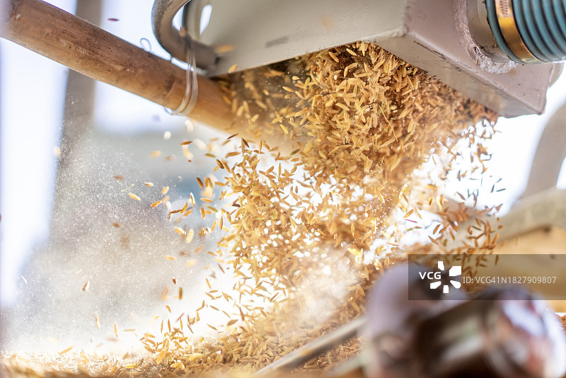 米从碾米机流出特写图片素材
