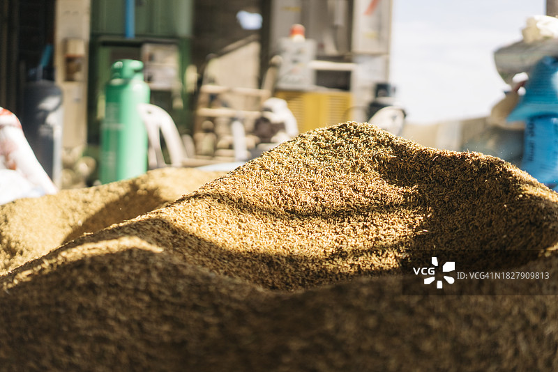 进入磨坊的稻米：全球粮食危机概念图片素材